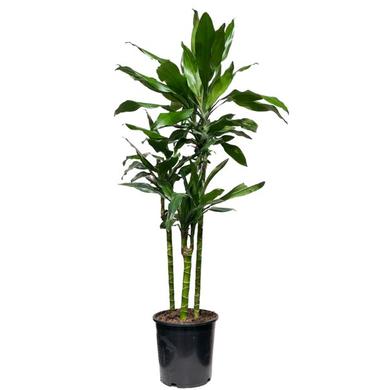 Dracaena Fragrans