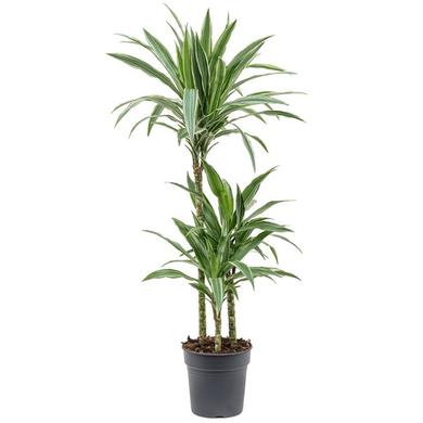 Draceana Fragrans
