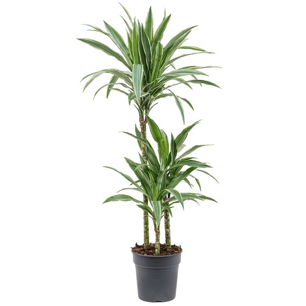 Draceana Fragrans