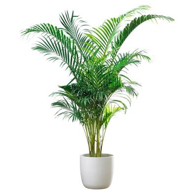 Majesty Palm 19.99$ & more... RENTAL