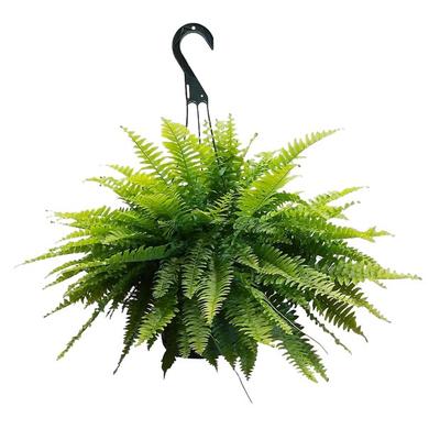 Boston Fern 14.99$ (reg. 29.99$) RENTAL