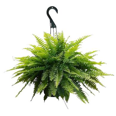 Boston Fern