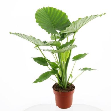 Alocasia (elephant's ear