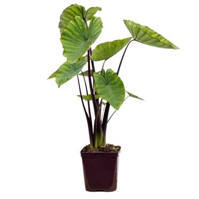 Colocasia
