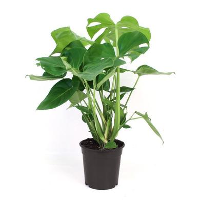 Monstera Deliciosa (fake philodendron) ) RENTAL