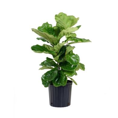 Ficus Lyrata 24.99$ et + ) LOCATION