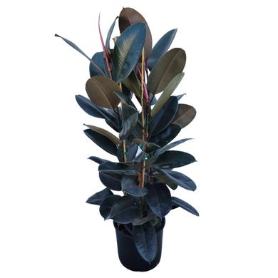 Ficus Elastica Burgundy