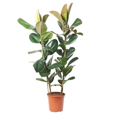 Ficus Elastica