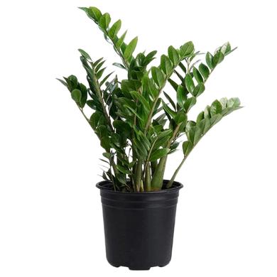 Zamioculcas Zamiifolia