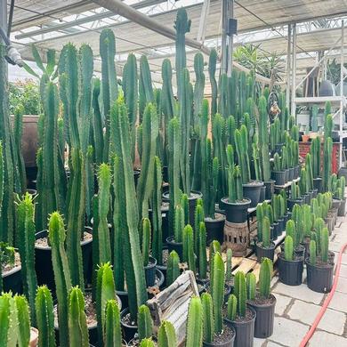 Euphorbia Trigona 59.99$ et plus... LOCATION