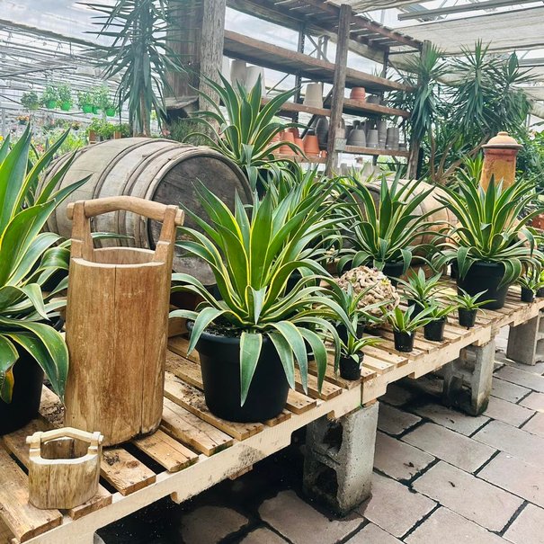 Agave Americana Variegata