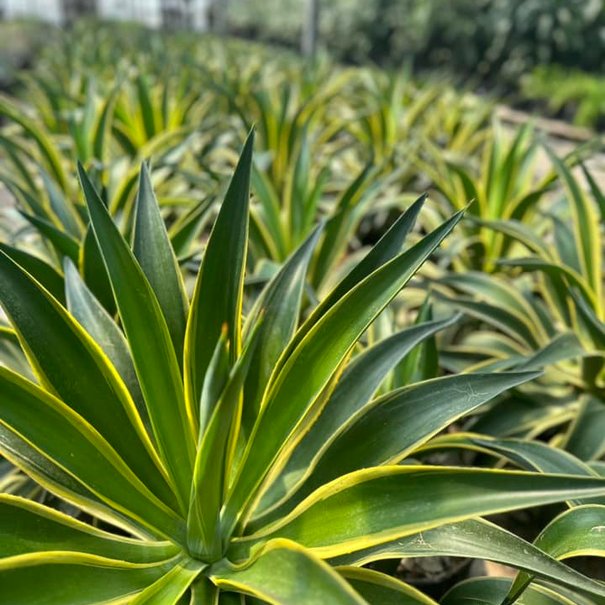 Agave Americana Variegata