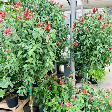 Beloperone Guttata (Shrimp plant) 44.99$ (reg. 89.99$) RENTAL