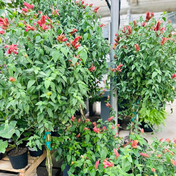 Beloperone Guttata (Plante crevette)