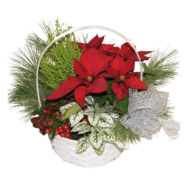 Arrangement de Noël / panier d'osier / 34.99$