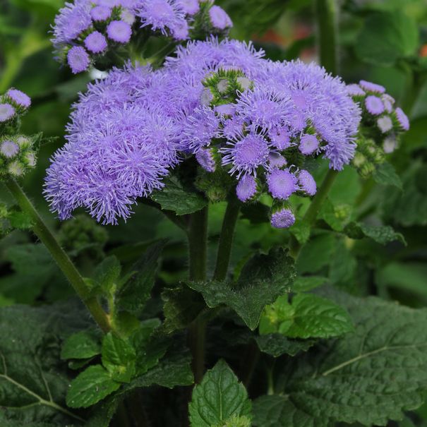 Ageratum