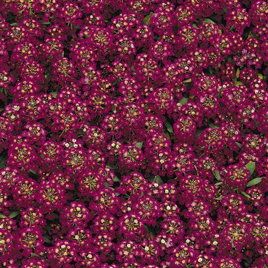 Alyssum