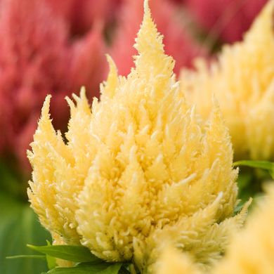 Celosia