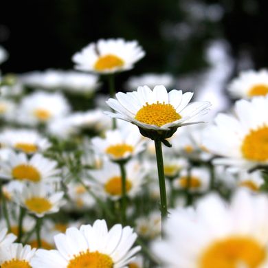 Chrysanthemum