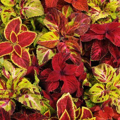 Coleus