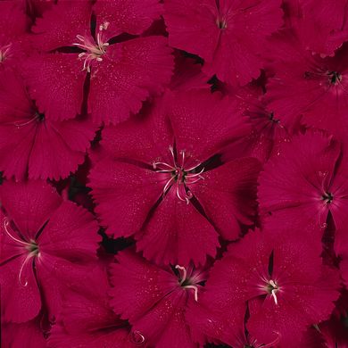 Dianthus