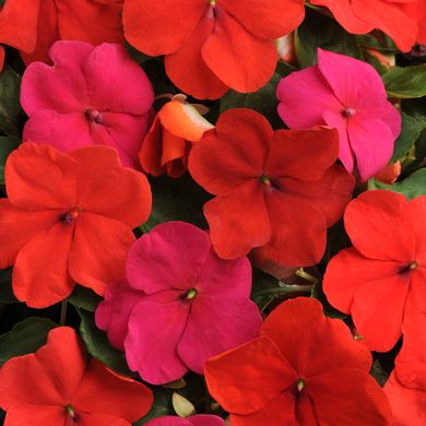 Impatiens