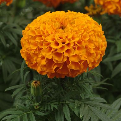 Marigold