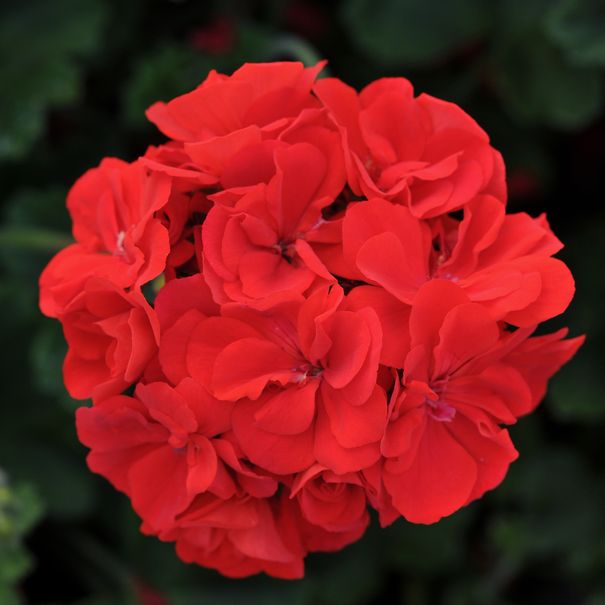Geranium_semé