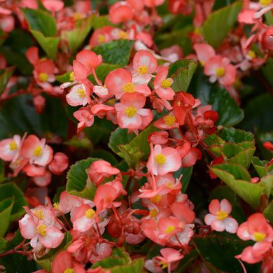 Begonia baby wings