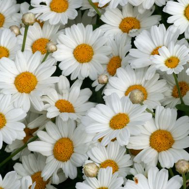 Argyranthemum