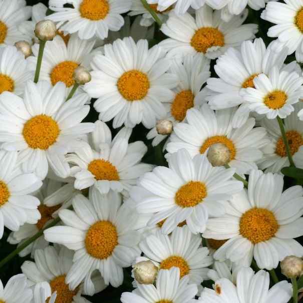 Argyranthemum_