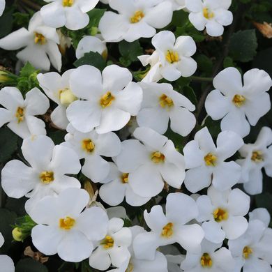 Bacopa