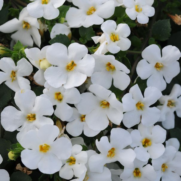 Bacopa