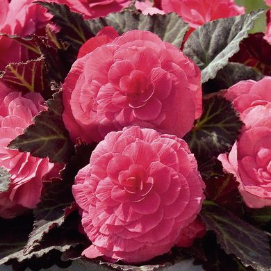 Begonia non-stop