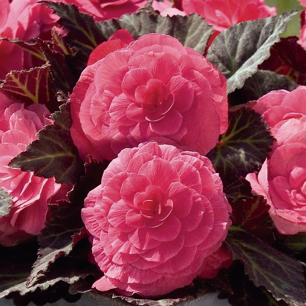 Begonia_nonstop