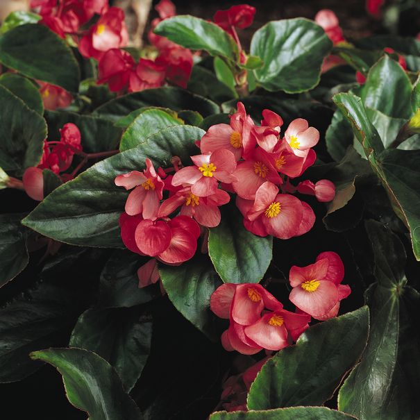 Begonia_Dragon_Wing_