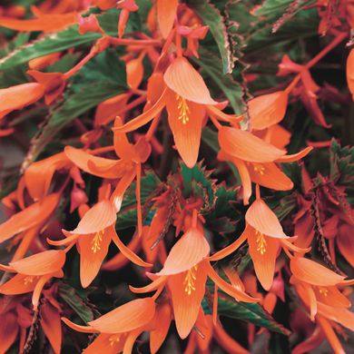 Begonia boliviensis