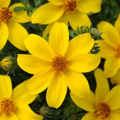 Bidens