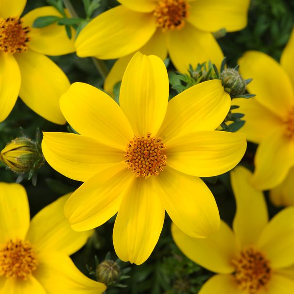 Bidens_