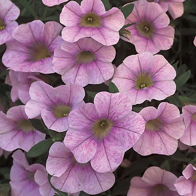 Calibrachoa