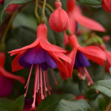 Fuchsia