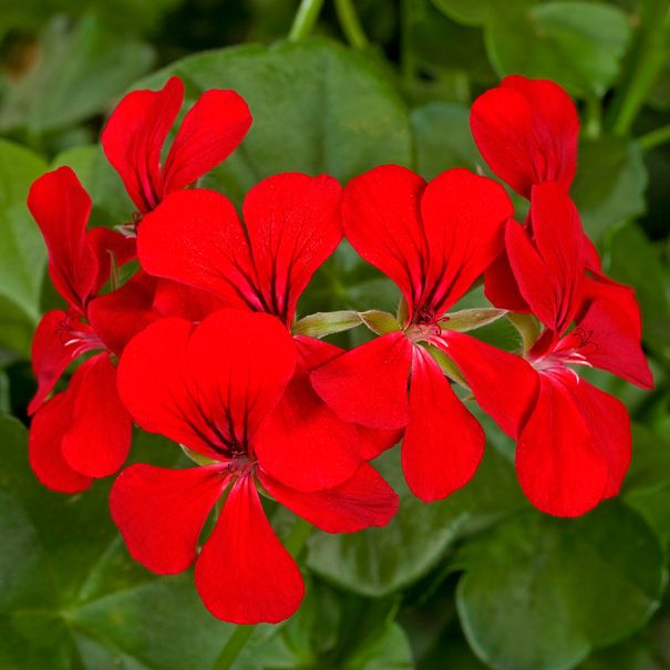 Ivy_Geranium_