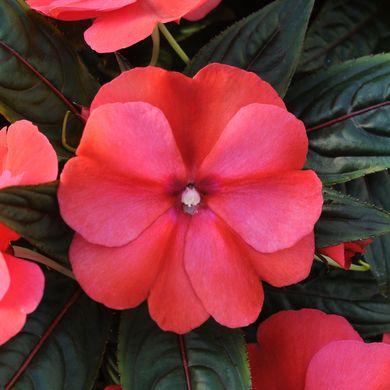 Impatiens Nouvelle-Guinée