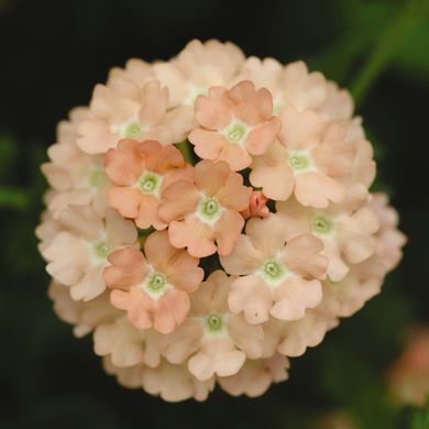 Verbena