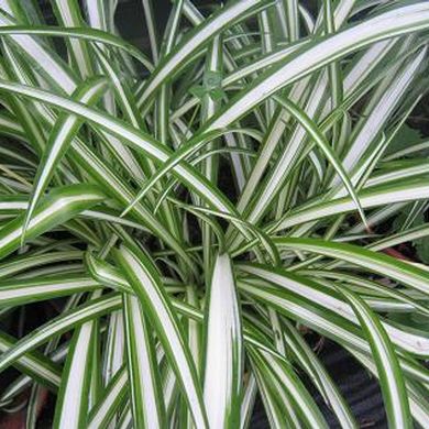 Chlorophytum spider