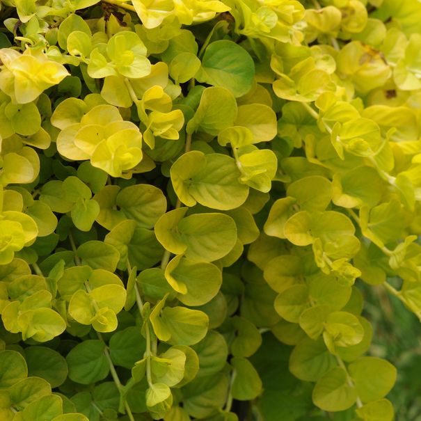 Lysimachia_
