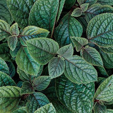 Plechtranthus