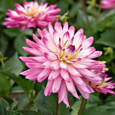 Dahlia XXL