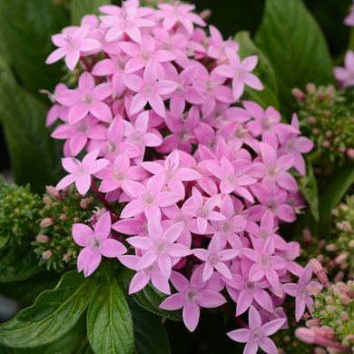 Pentas