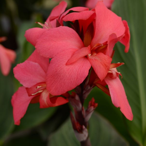 Canna_
